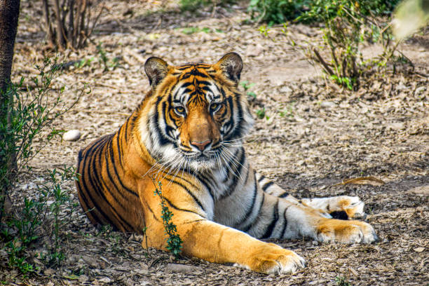 Numeros del Tigres en Nepal.