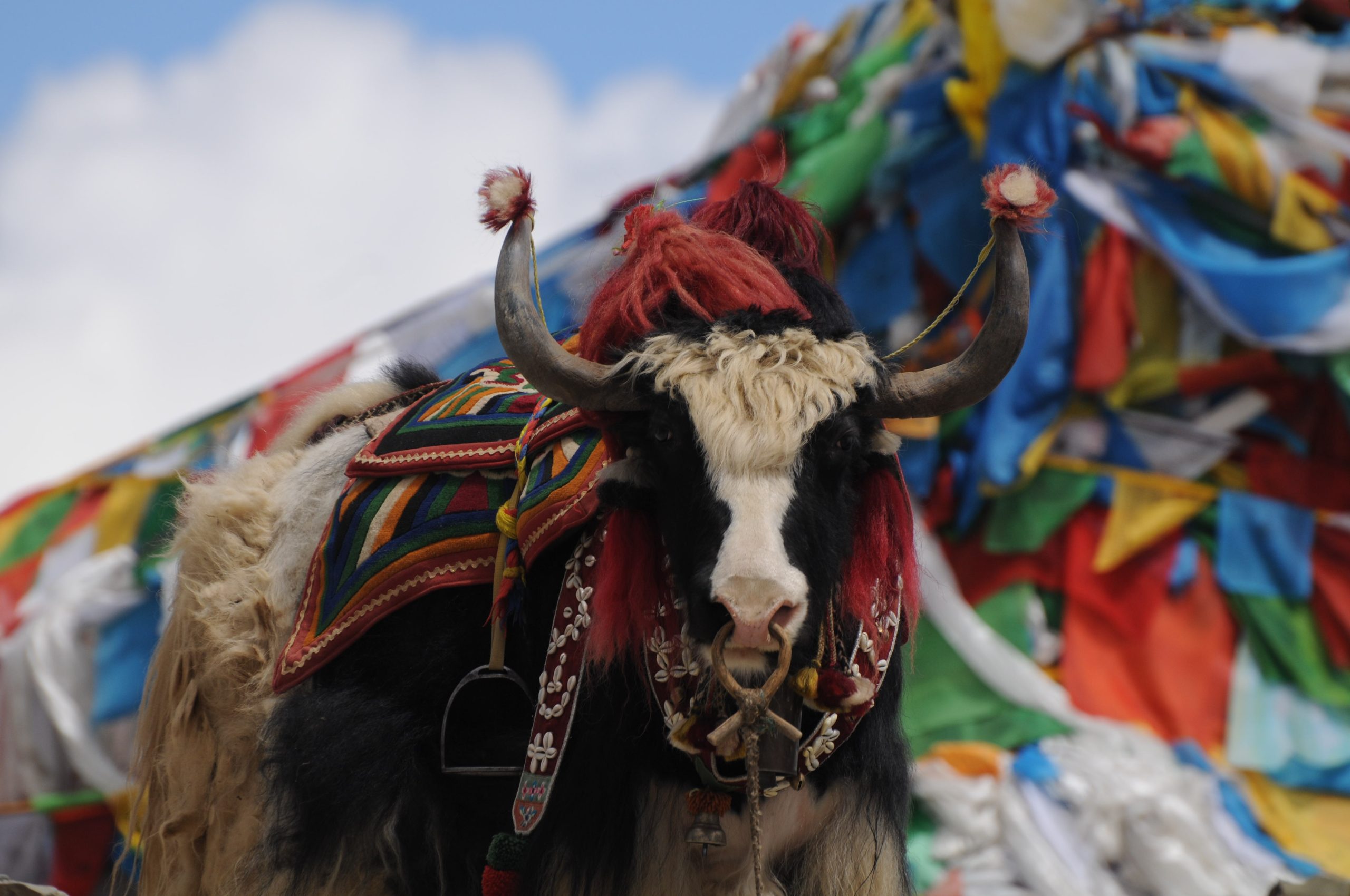 Yak y Banderitas Budhhistas