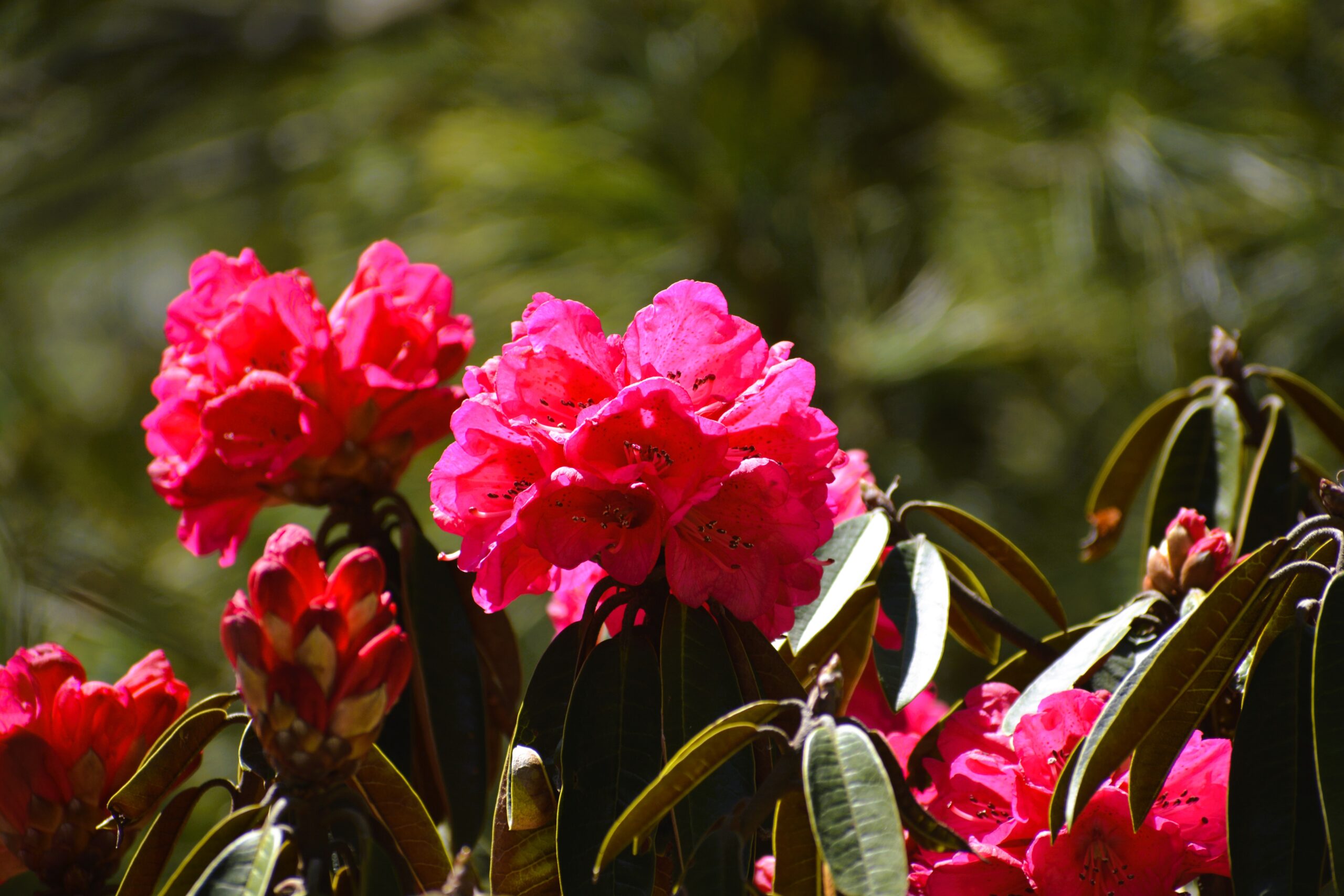 Rhododendron (Lali Gurans)