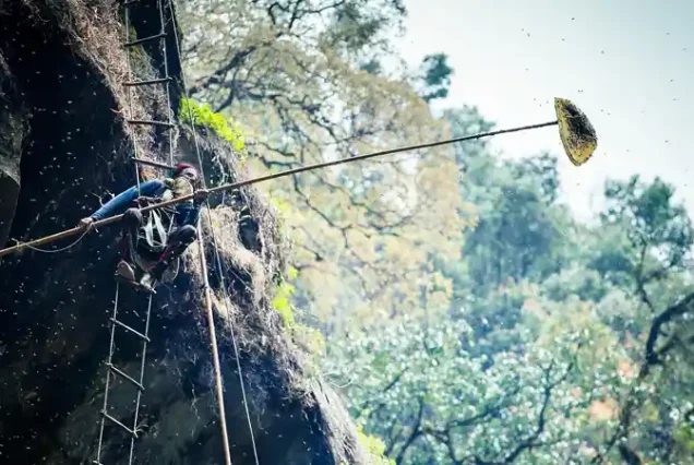 HONEY HUNTING